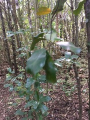 Hedycarya arborea