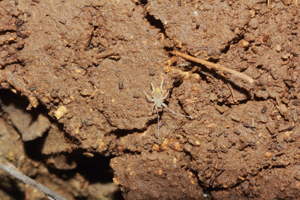 Neocarus texanus