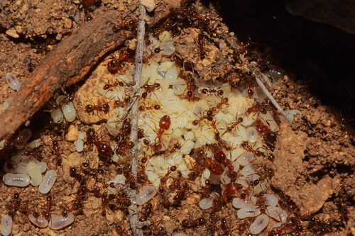 Pheidole sitiens