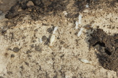 Termitinae