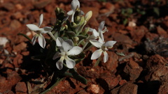 Lapeirousia pyramidalis pyramidalis
