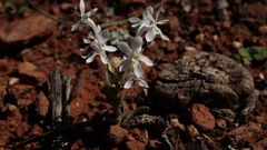 Lapeirousia pyramidalis pyramidalis