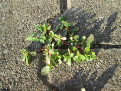 Portulaca oleracea