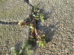 Portulaca oleracea