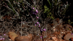 Muraltia spinosa