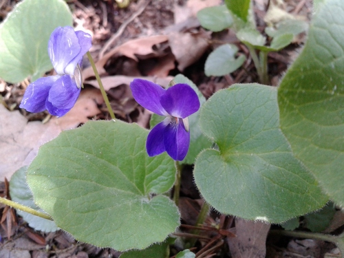 Lebanon violet (Viola libanotica)