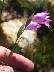 Gladiolus inflatus