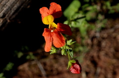 Nemesia pageae