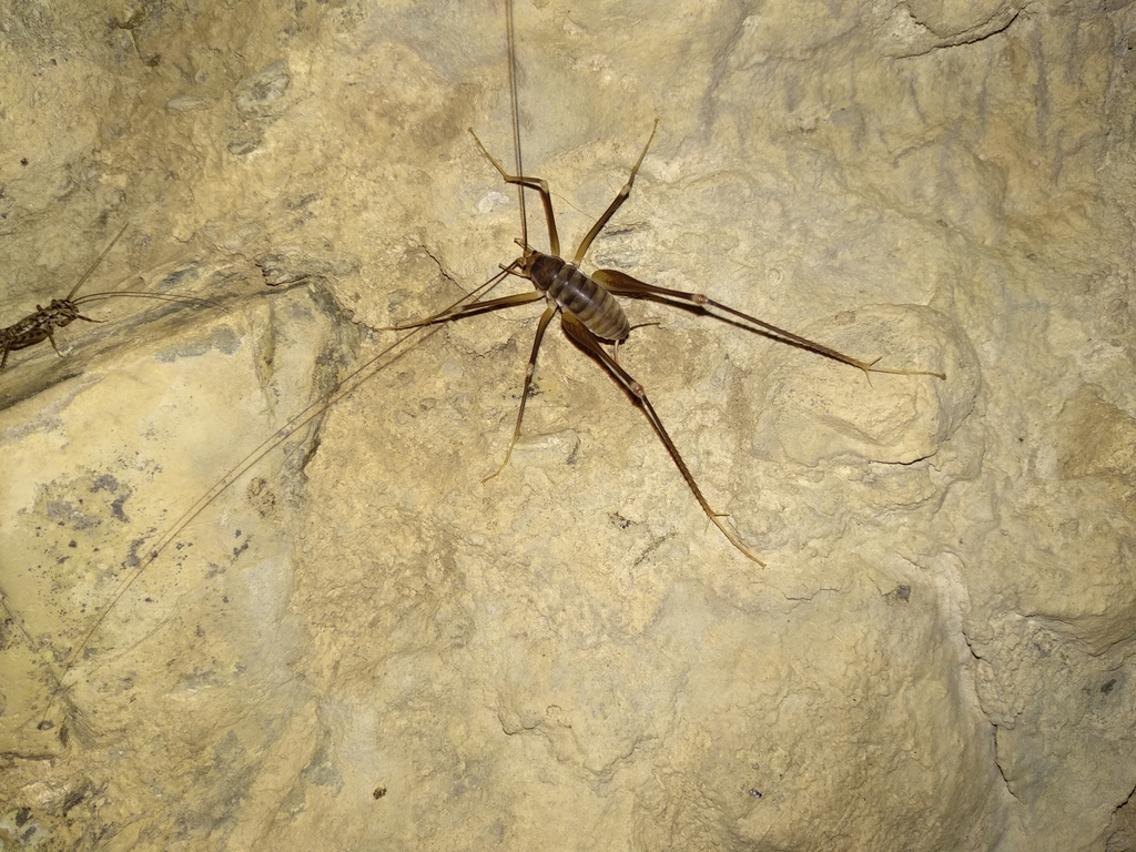 Livorno Cave-cricket