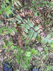 Cyathea dealbata