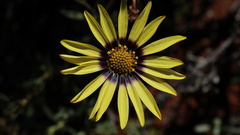 Osteospermum scariosum