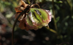 Osteospermum scariosum