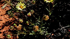Osteospermum scariosum