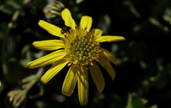 Osteospermum sinuatum sinuatum