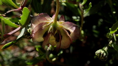 Osteospermum sinuatum sinuatum