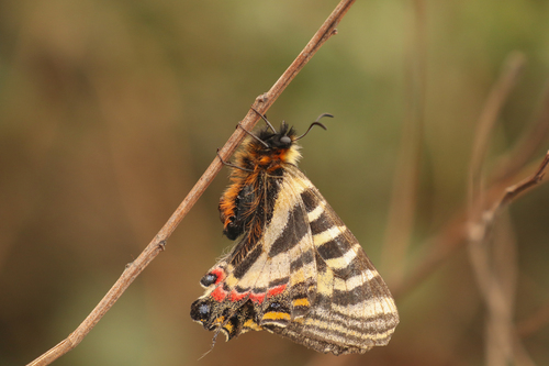 Luehdorfia chinensis