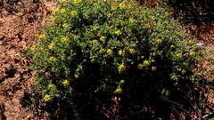 Osteospermum sinuatum sinuatum