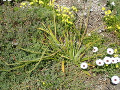 Trachyandra divaricata