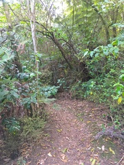 Hedycarya arborea