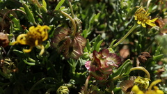 Osteospermum sinuatum sinuatum