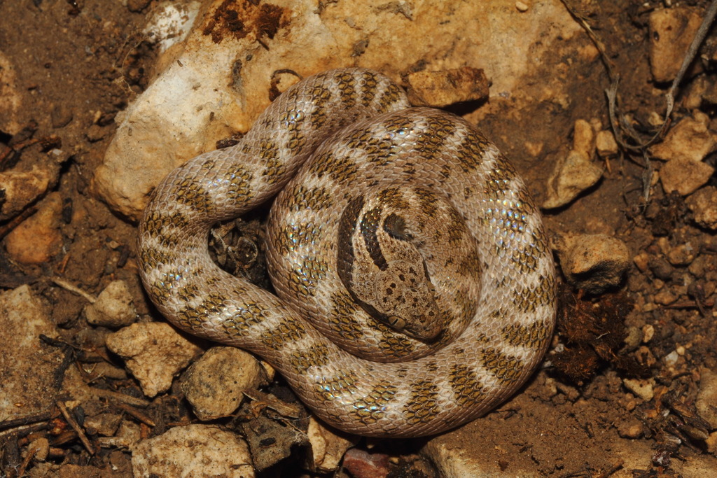 Texas Night Snake