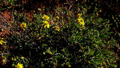 Osteospermum sinuatum sinuatum