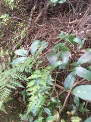 Hedycarya arborea