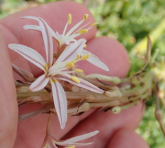 Trachyandra divaricata