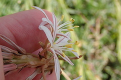 Trachyandra divaricata