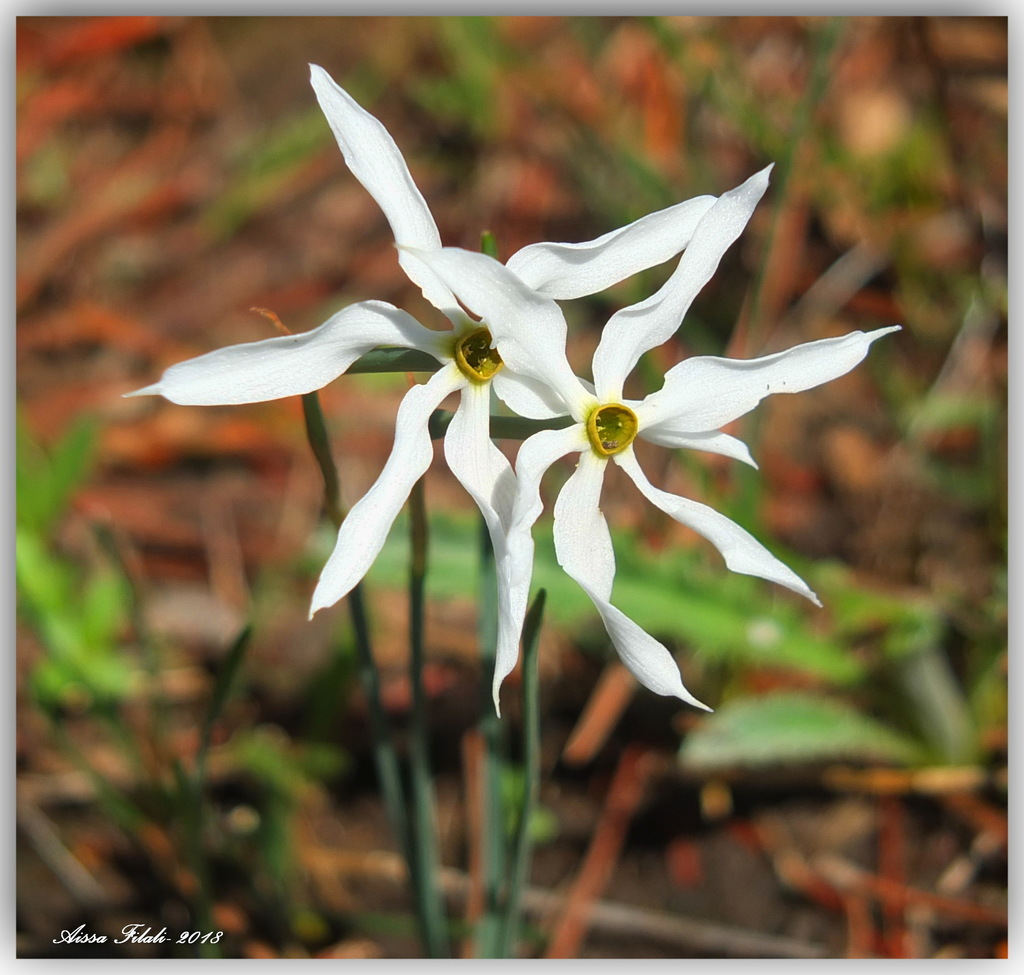 Narcissus elegans