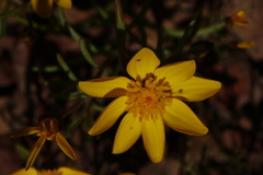 Rhynchopsidium pumilum