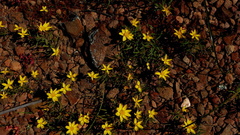 Rhynchopsidium pumilum