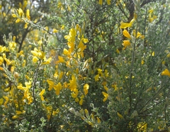 Genista canariensis image