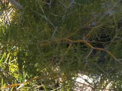 Asparagus retrofractus