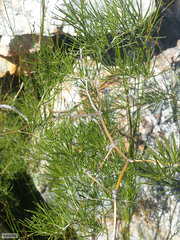 Asparagus retrofractus