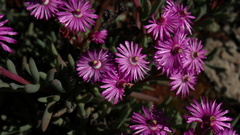 Ruschia caroli