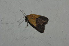 Ponometia bicolorata