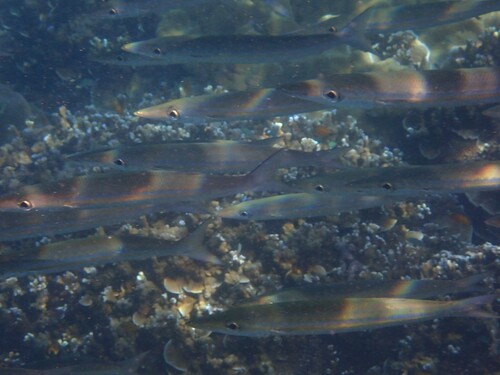 Striped Barracuda — seen at this dive site