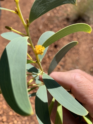 Acacia lazaridis observed 2018-03-25