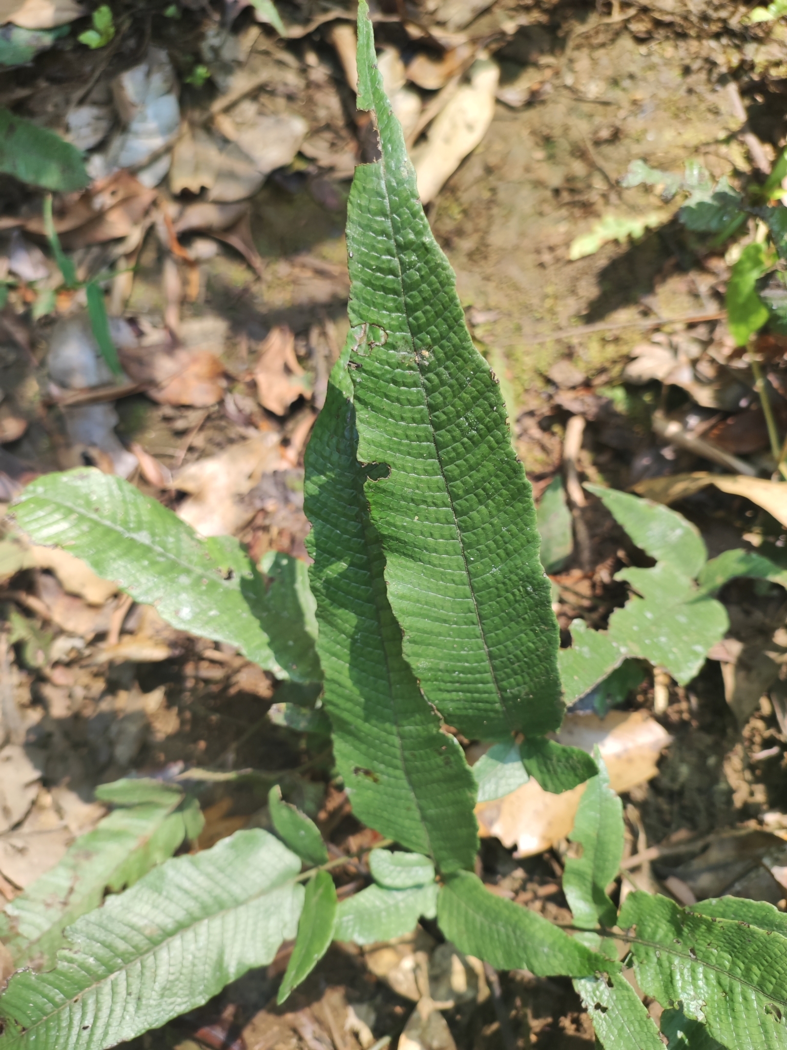 Grypothrix triphylla (Grypothrix triphylla)