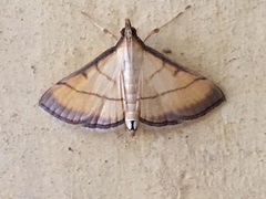 Cnaphalocrocis
