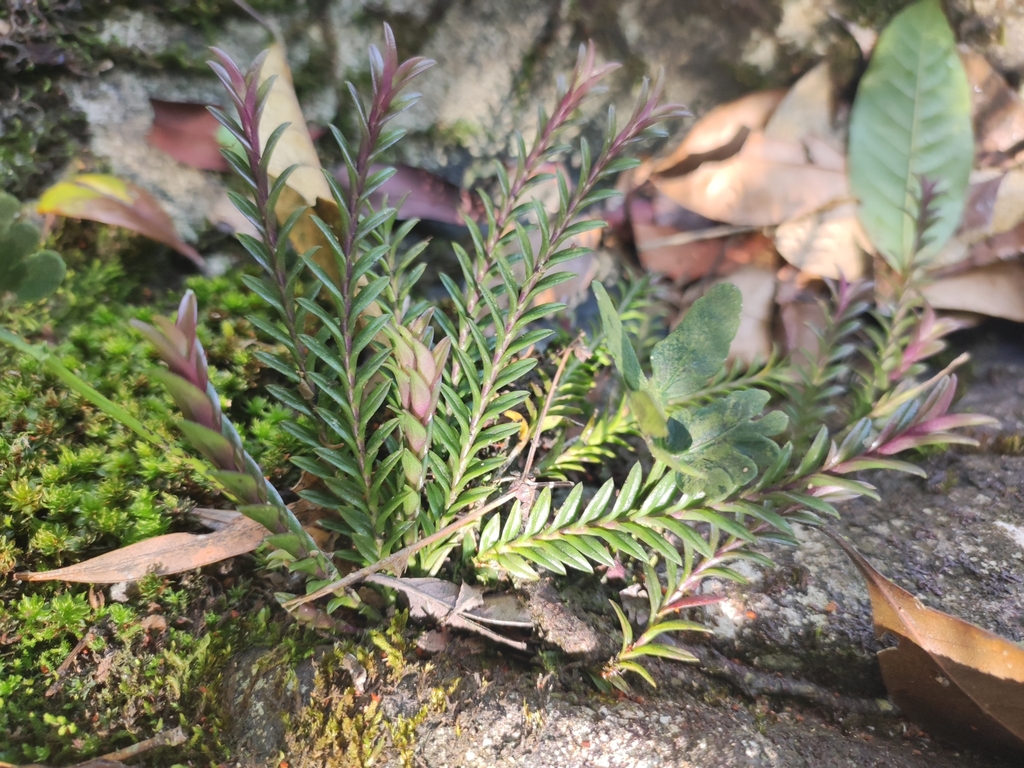 Podochilus khasianus