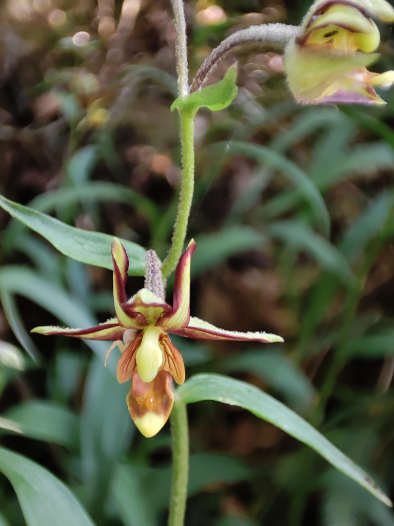 Epipactis flava