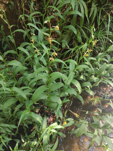 Image of Epipactis flava by (c) Dmitry Ivanov, some rights reserved (CC BY)
