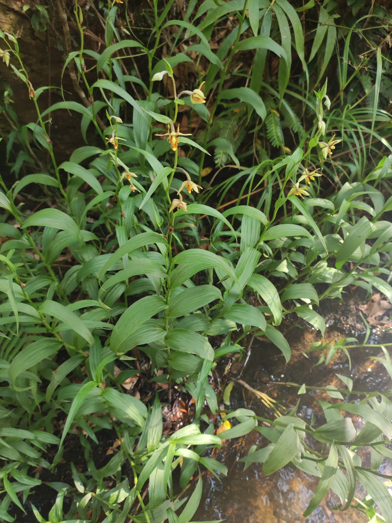 Epipactis flava — ảnh 2