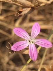 Dianthus strictus