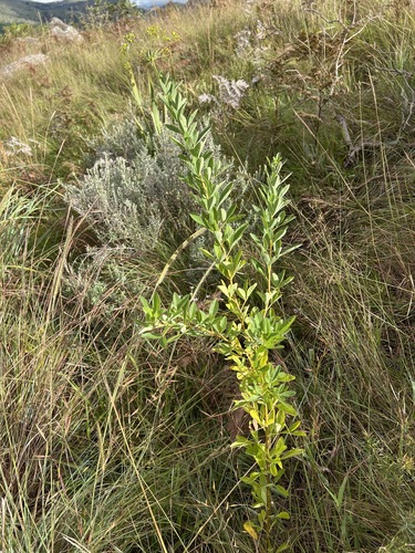 Heteromorpha involucrata image