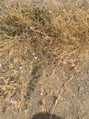 Dianthus strictus