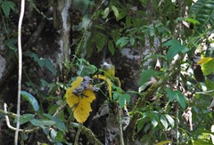 Alophoixus bres balicus