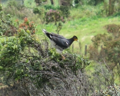 Daptrius carunculatus